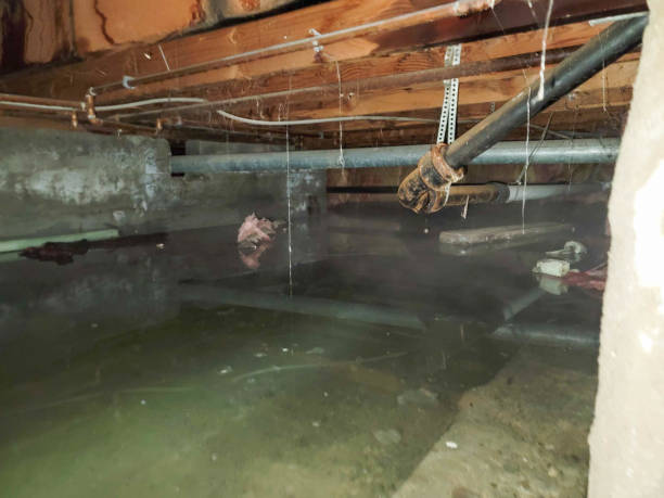 Best Local water damage restoration  in Elizabethtown, NC